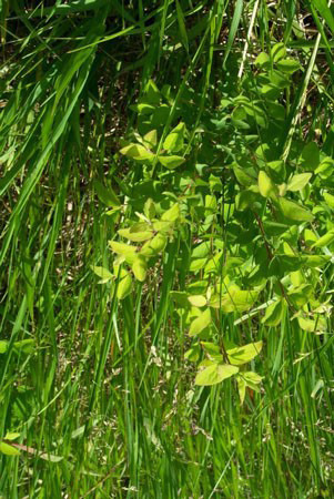 A close-up of a plantDescription automatically generated