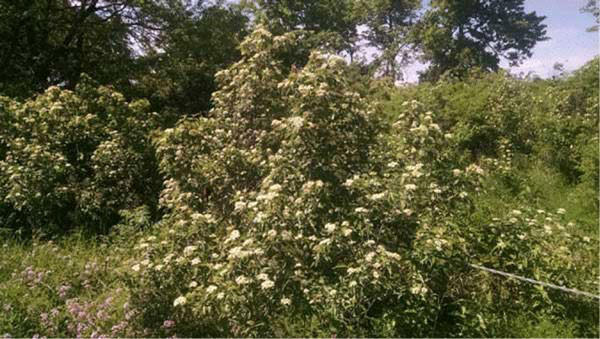 A close-up of a bushDescription automatically generated