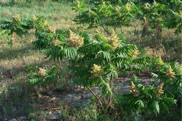 A close-up of a plantDescription automatically generated