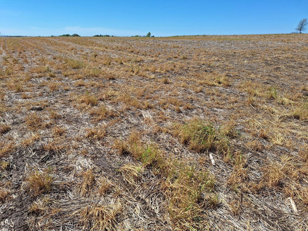 A field of dry grassAI-generated content may be incorrect.