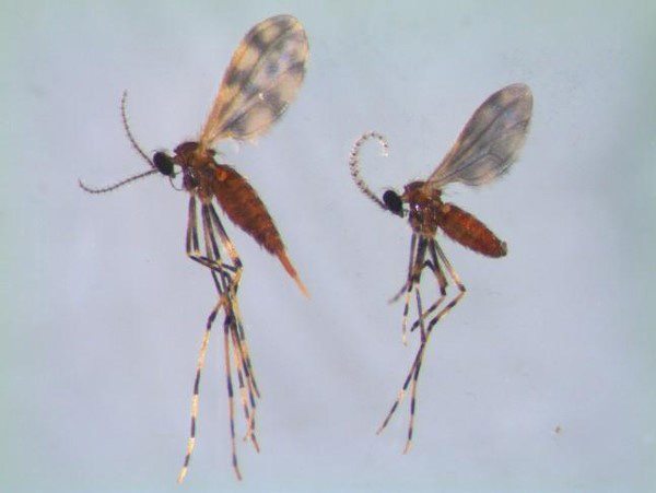 Close-up of a mosquitoAI-generated content may be incorrect.