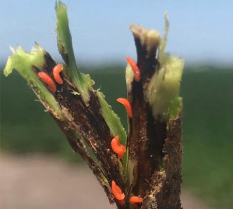 A plant with small orange objects on itAI-generated content may be incorrect.