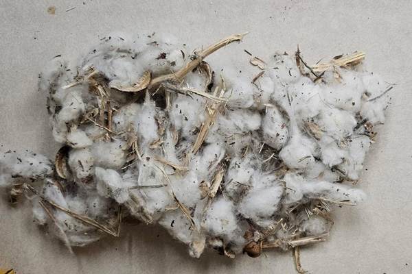 A pile of cotton ballsAI-generated content may be incorrect.