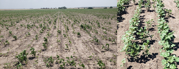 A field with plants growingAI-generated content may be incorrect.