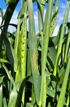 Close-up of a plant growing in a fieldAI-generated content may be incorrect.