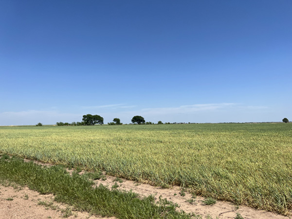A field of grass and a dirt roadAI-generated content may be incorrect.
