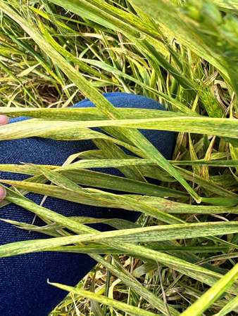 A person's leg in grassAI-generated content may be incorrect.
