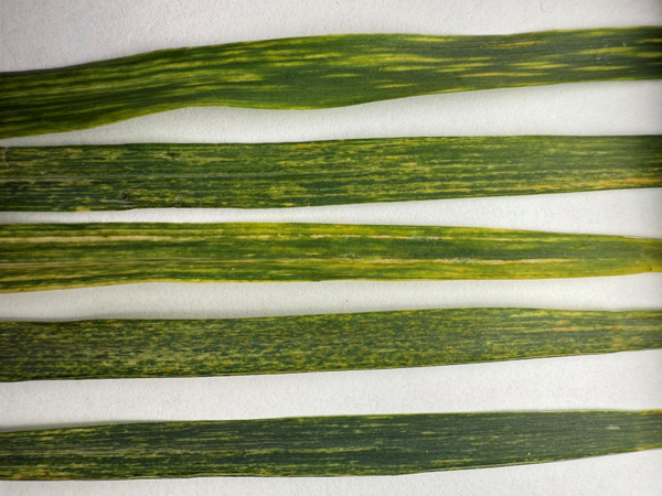 A close-up of several thin green leavesAI-generated content may be incorrect.