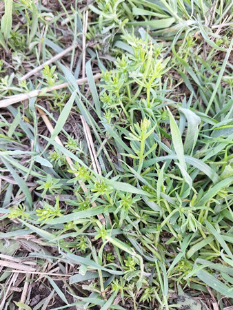 A close up of grassAI-generated content may be incorrect.