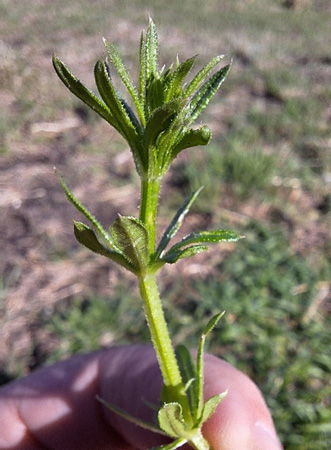 A hand holding a green plantAI-generated content may be incorrect.