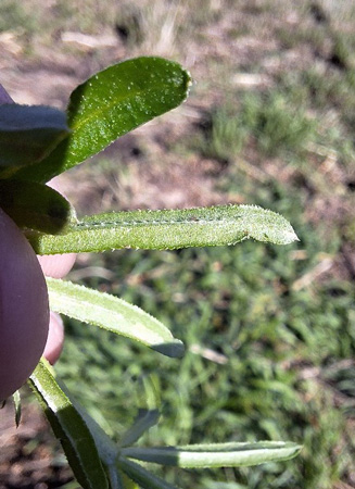 A close-up of a plantAI-generated content may be incorrect.
