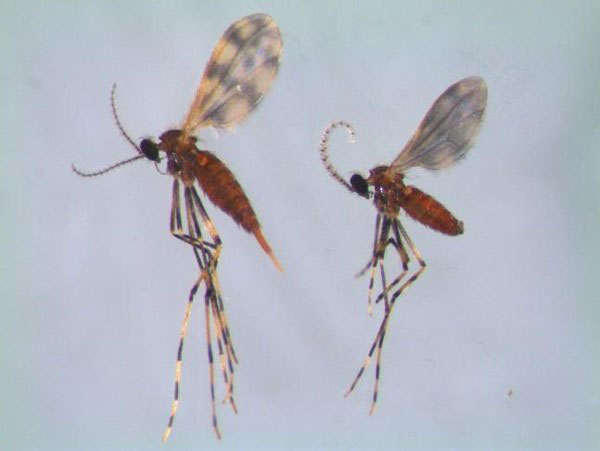 Close-up of a mosquitoDescription automatically generated