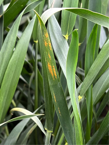 wheat leaves