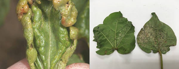 A close up of a leafAI-generated content may be incorrect.