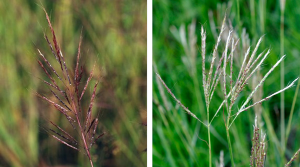 Close-up of a plantAI-generated content may be incorrect.