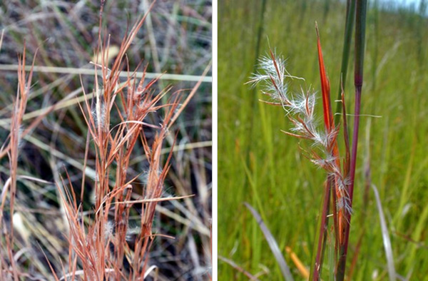 Close-up of a plant with a white featherAI-generated content may be incorrect.