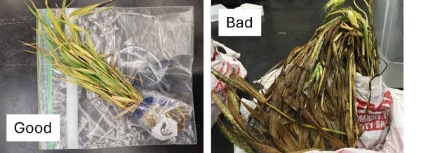A bag of dried plantsAI-generated content may be incorrect.