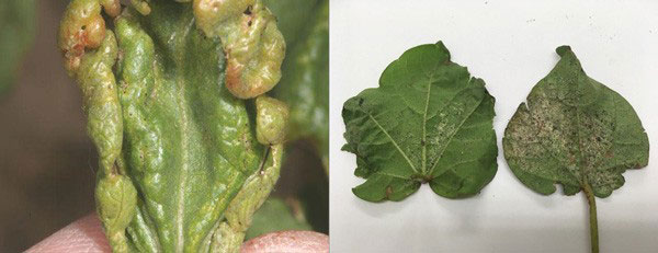 A close up of a leafAI-generated content may be incorrect.