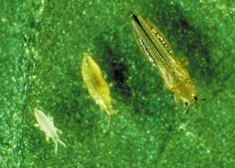 A close-up of a bugAI-generated content may be incorrect.