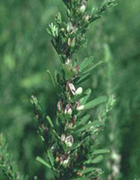 Close-up of a plant with flowersAI-generated content may be incorrect.