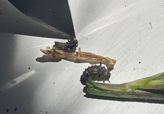 A bug on a piece of foodAI-generated content may be incorrect.