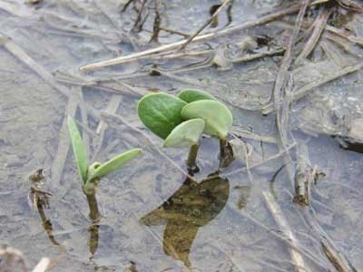 A close-up of a plant sprouting out of the waterDescription automatically generated
