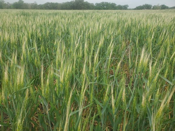 kansas wheat quality tour