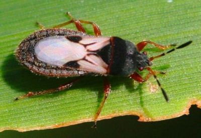 A close-up of a bug on a leafAI-generated content may be incorrect.