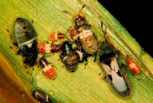 A group of insects on a leafAI-generated content may be incorrect.