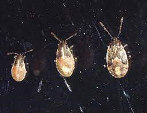 A group of bugs on a black backgroundAI-generated content may be incorrect.