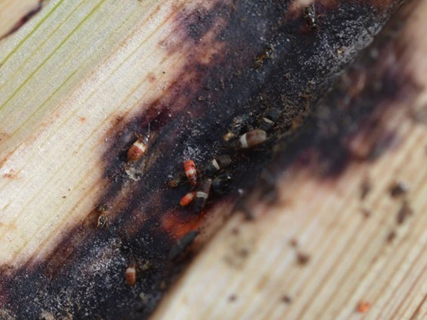 A close-up of a plant with insectsAI-generated content may be incorrect.