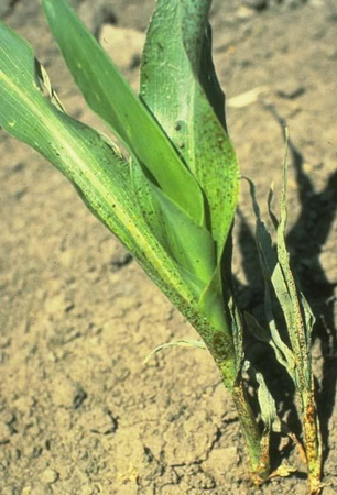 Close-up of a corn plantAI-generated content may be incorrect.