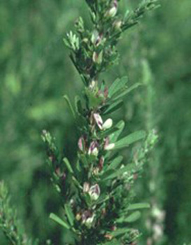 Close-up of a plant with flowersAI-generated content may be incorrect.