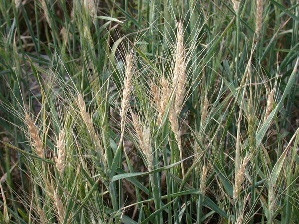 Close-up of a wheat fieldDescription automatically generated
