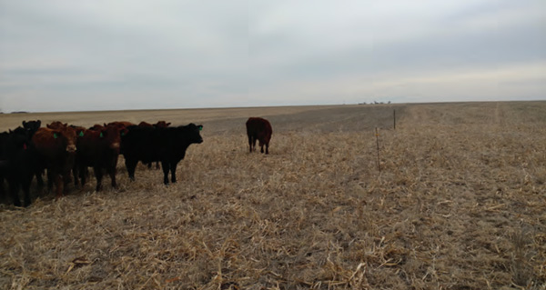 A group of cows in a fieldAI-generated content may be incorrect.