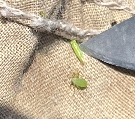 A green bug on burlapAI-generated content may be incorrect.