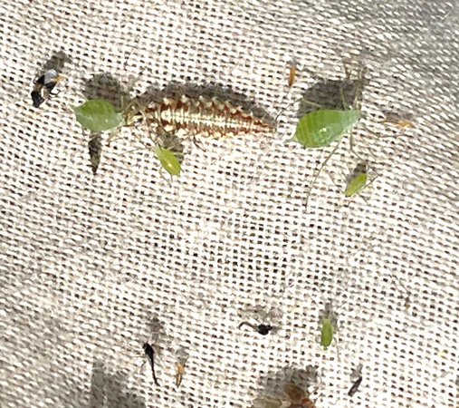 A group of insects on a fabric surfaceAI-generated content may be incorrect.