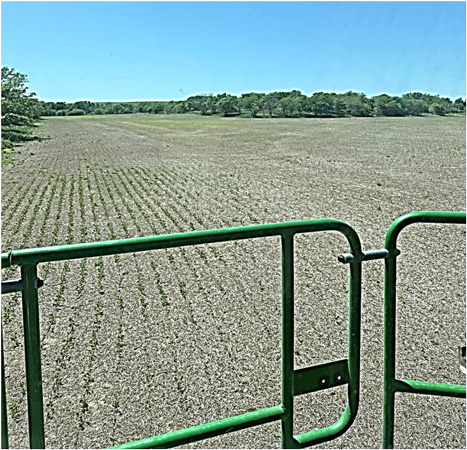 A green gate in a fieldAI-generated content may be incorrect.