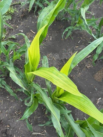 A close-up of a corn plantAI-generated content may be incorrect.
