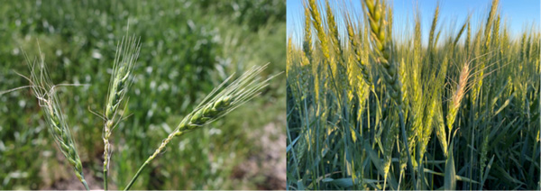 A close-up of a wheat plantAI-generated content may be incorrect.