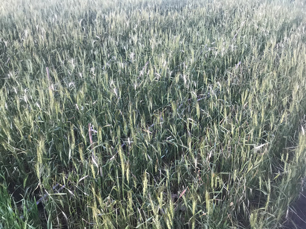 A field of green grassAI-generated content may be incorrect.