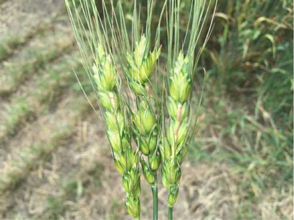 Close-up of a wheat plantAI-generated content may be incorrect.