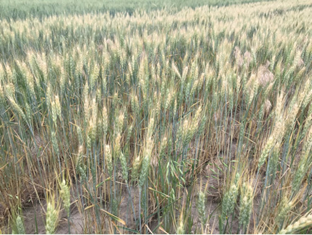 A field of wheat growingAI-generated content may be incorrect.