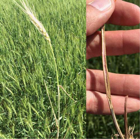 A hand holding a wheat stalkAI-generated content may be incorrect.