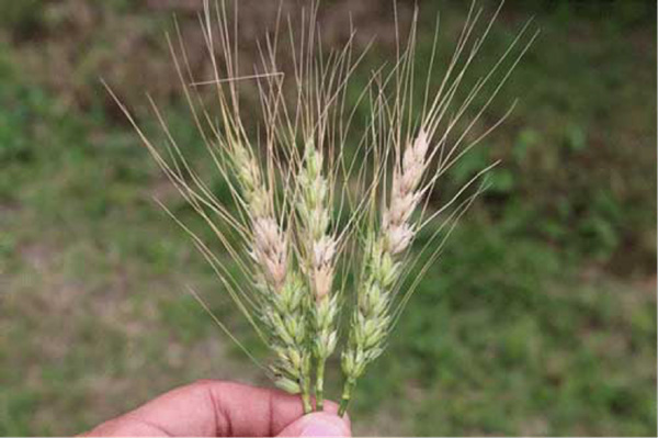A hand holding wheat stalksAI-generated content may be incorrect.