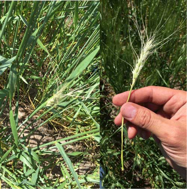A hand holding a wheat stalkAI-generated content may be incorrect.