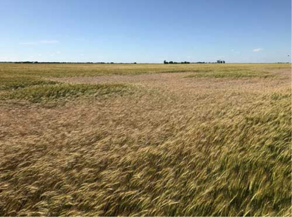 A field of wheat with blue skyAI-generated content may be incorrect.