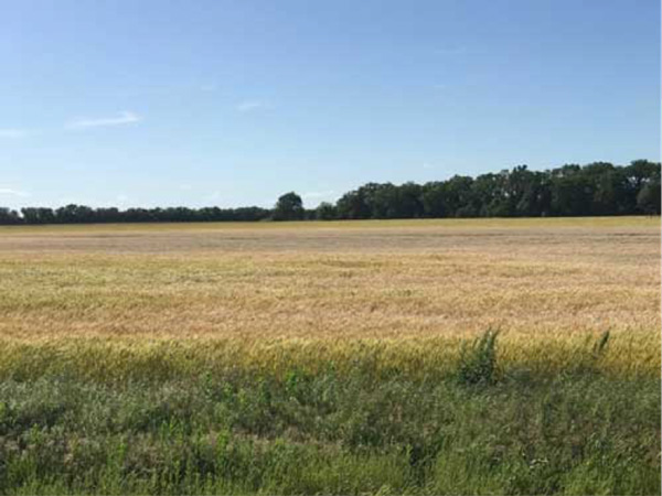 A field of grass and treesAI-generated content may be incorrect.