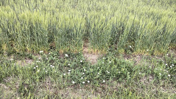 A field of grass and flowersDescription automatically generated
