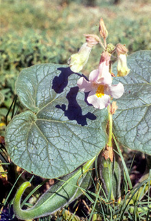 A close-up of a flowerAI-generated content may be incorrect.
